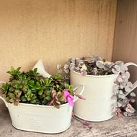 ハートカズラ,桜吹雪,セロペギア,多肉植物,アナカンプセロスの画像