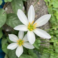 タマスダレ,イロハモミジ,白い花,花のある空間,今年も咲いてくれてありがとうの画像