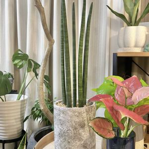 サンセベリア スタッキー,アグラオネマ ビューティー,観葉植物,成長記録,リビング・ダイニングの画像