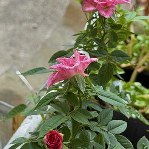 薔薇,小さい花,マイクロミニ薔薇,Kays_gardenの画像
