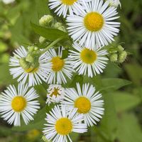 ヒメジョオン,アシタバ,キアゲハの幼虫,多年草,キク科の画像