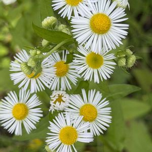ヒメジョオン,アシタバ,キアゲハの幼虫,多年草,キク科の画像