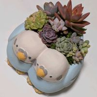 花キリン,多肉植物,葉挿し,実生苗,葉挿しっ子の画像