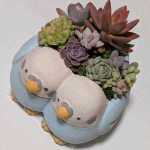 花キリン,多肉植物,葉挿し,実生苗,葉挿しっ子の画像