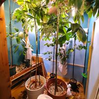 パキラ,パキラ,パキラ ミルキーウェイ,観葉植物,癒しの画像