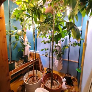 パキラ,パキラ,パキラ ミルキーウェイ,観葉植物,癒しの画像