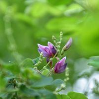 ハギ,ハギ,はき゛,公園,散歩の画像