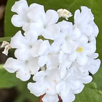 ジニア,ジニア,スペアミント,ランタナ,ランタナの画像