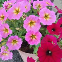 ペチュニア,乙女心,ガーデニング,ピンクの花,かわいいな♡の画像