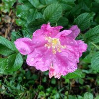 ハマナス,山野草,ピンクの花,筑波実験植物園,バラ科の画像