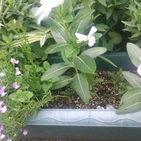 スイカ,零れ種から,夏野菜収穫,自然にお任せ,庭に咲くお花たちの画像