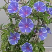 ブルースター,朝顔,朝顔「恋しぐれ」,花のある暮らし,青い花マニアの画像