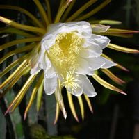 ドラゴンフルーツ,京都府立植物園,素敵な出会いに感謝,胸キュン,白い水曜日♡の画像