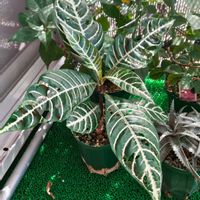 アフェランドラ・ダニア,アフェランドラ・ダニア,観葉植物,ガーデニング,ボタニカルライフの画像