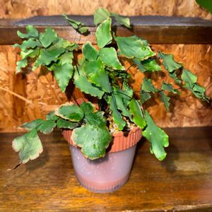 アジアンタム,アジアンタム・マクロフィラム,観葉植物,植え替え,シダ植物の画像
