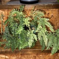アジアンタム,アジアンタム ブロンズビーナス,観葉植物,植え替え,シダ植物の画像