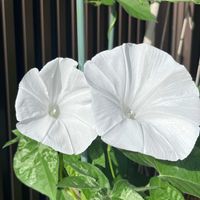 アサガオ,花のある暮らし,みどりのある暮らし,わくわく♡,おうち園芸の画像