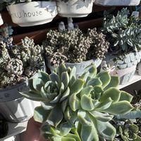 多肉,白蓮華×チワワエンシス,多肉植物,エケベリア属,ベランダガーデンの画像