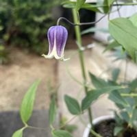 クレマチス　雫,クレマチス　雫,玄関アプローチの画像