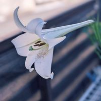 ユリ,玄関アプローチの画像