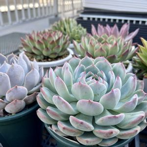 多肉植物,エケベリア属,ベランダの画像