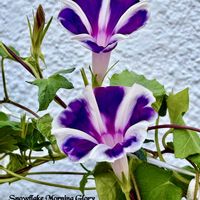 アサガオ,ノアサガオ,西洋朝顔　スノーフレーク,つる性植物,山野草の画像