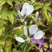クレオメ,クレオメ,実家,花に癒されて,花友さんにエールの画像