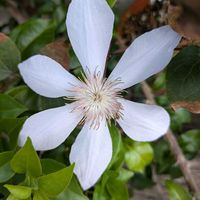 薔薇,寄植え,ハンギング,小さな庭,玄関アプローチの画像