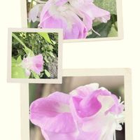 変化朝顔,鉢植え,小さな庭の画像