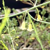 アスパラガス,庭の画像