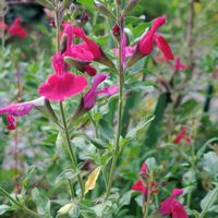 チェリーセージ,ハツユキカズラ,紫陽花,地植え,我が家の庭の画像
