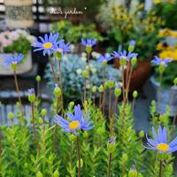 ブルーデージー,かわいい,屋上ガーデン,花のある暮らし,ちいさな幸せ♡の画像