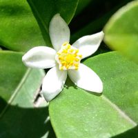 キンカン,キンカンの花,大実キンカン,潮来,水曜どうでしょうの画像