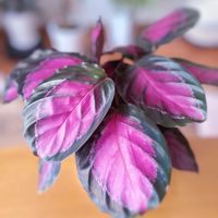 カラテア,カラテア・パープルローズ,観葉植物,ガーデニング,リビングの画像