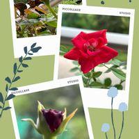 ハイビスカス 夏の恋人たちシリーズ,ハイビスカス 夏の恋人たちシリーズ,真っ赤なミニ薔薇,バラ　ルイスキャロル,バラ　ルイスキャロルの画像
