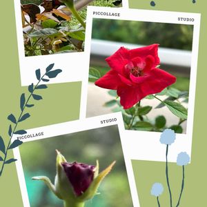 ハイビスカス 夏の恋人たちシリーズ,ハイビスカス 夏の恋人たちシリーズ,真っ赤なミニ薔薇,バラ　ルイスキャロル,バラ　ルイスキャロルの画像