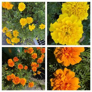 マリーゴールド,花が好き,無農薬❤家庭菜園,野菜が好き,庭の画像