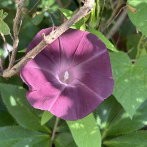 アサガオ,朝顔,成長,記録,小さな庭の画像
