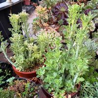 七宝樹,七宝樹錦,多肉植物,ガーデニング,セネシオ属の画像