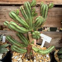 紅彩閣,多肉植物,ユーフォルビア,ガーデニングの画像