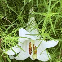 コキア,テッポウユリ,テッポウユリ,いね,鉄砲百合の画像