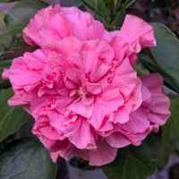 寄せ植え,花壇,ガーデニング,か〜わい〜,家庭菜園の画像