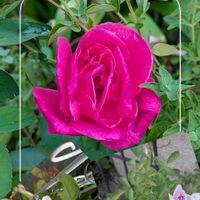 ガーデニング,花のある暮らし,ばら バラ 薔薇,小さな庭,庭の画像