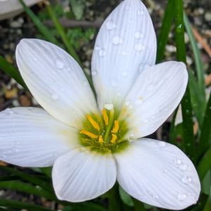 白い花,季節の花,季節を楽しむ,成長,綺麗にの画像