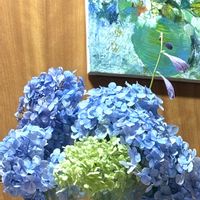 アジサイ,剪定後,寒冷地の庭,その他部屋の画像