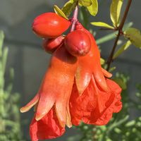 ザクロ,スマホ撮影加工なし,花の15年組,庭の画像