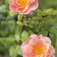 ガーデニング,花のある暮らし,ナチュラルスタイル,薔薇のある暮らし♡,おうち園芸の画像