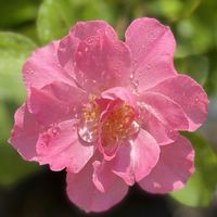 シャングリラ,ガーデニング,花のある暮らし,ナチュラルスタイル,薔薇のある暮らし♡の画像