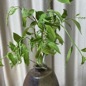 玄関フード,GS今日のお花,部屋,窓辺の画像