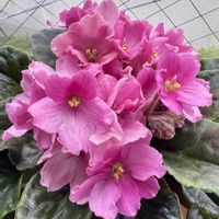 セントポーリア,セントポーリア,窓辺の植物たち,窓辺の植物,リビング窓辺の画像